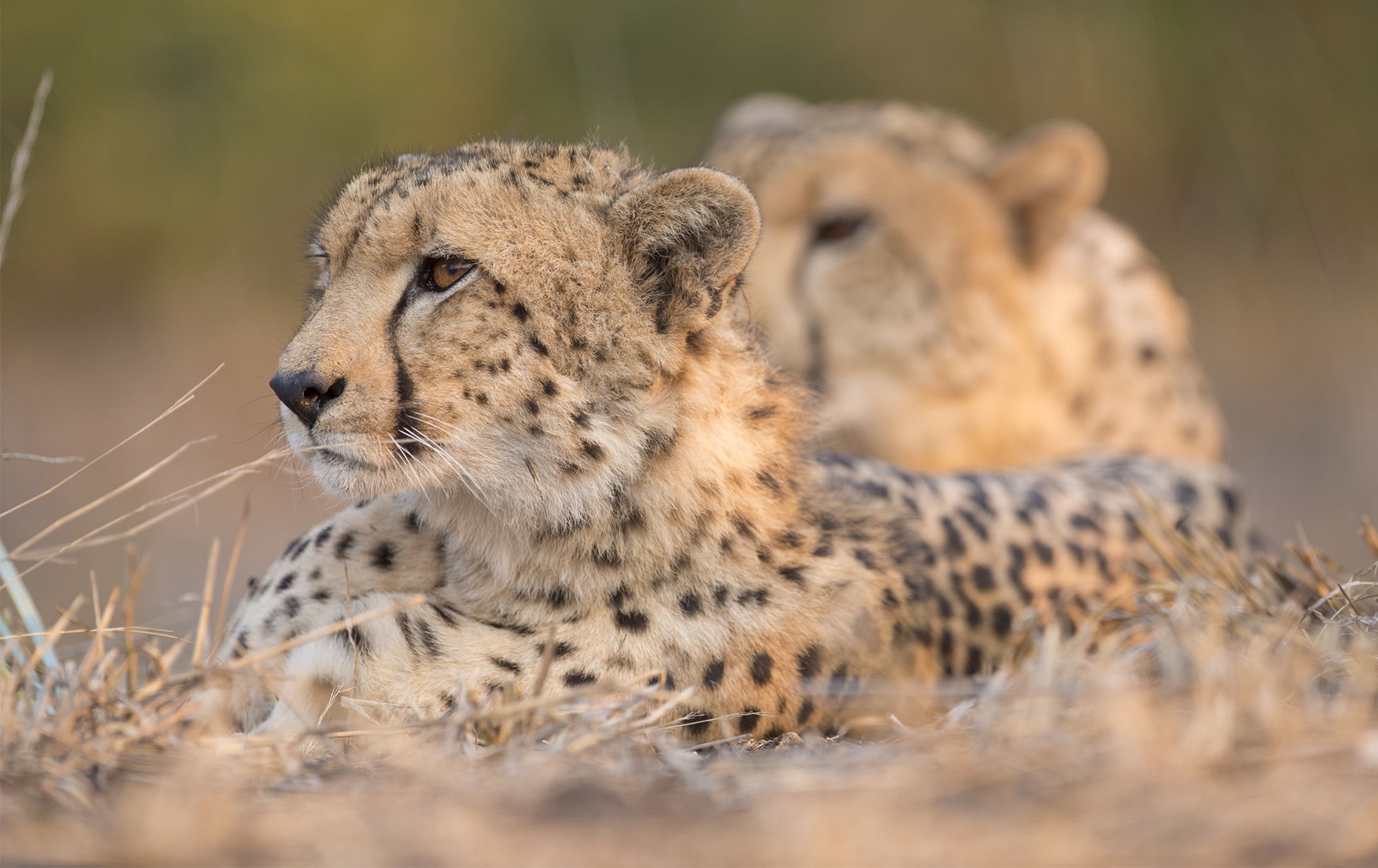 Singita Malilangwe_Cheetah Brothers_Jenny Hishin