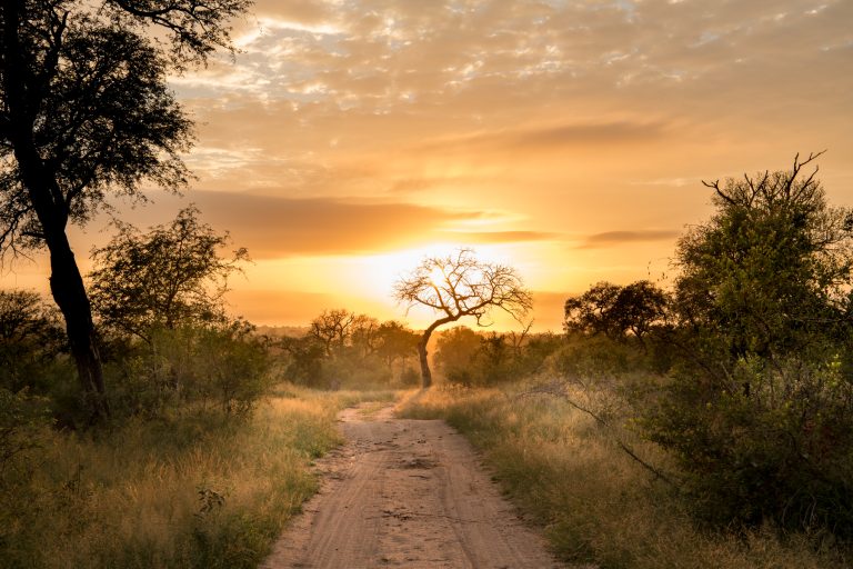 Singita Sabi Sand_Sunrise_Ross Couper