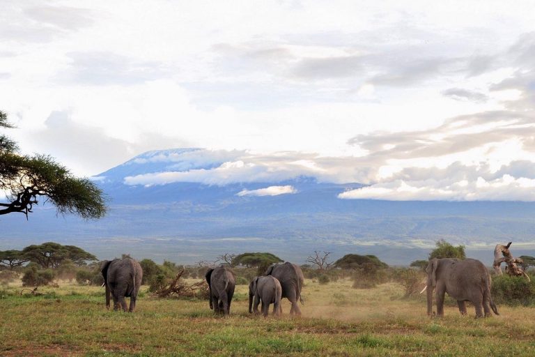 amboseli-herds