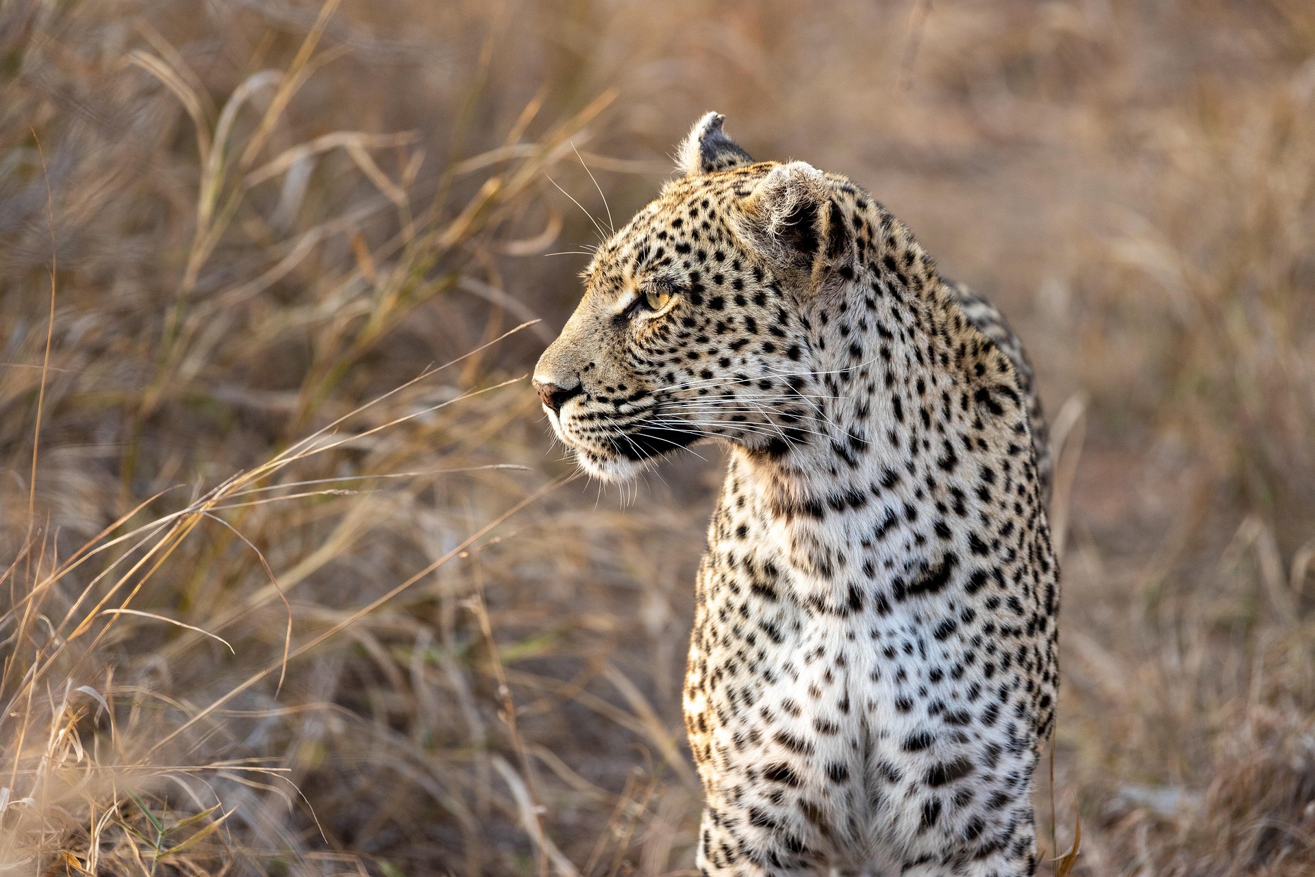 butti_s-africa-7602960_1920