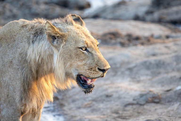 butti_s-lioness-9238517_1920