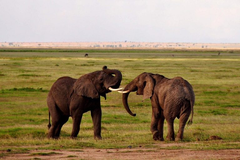 dancing-elephants